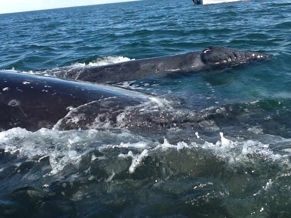 The Halfway 4* Guerrero Negro