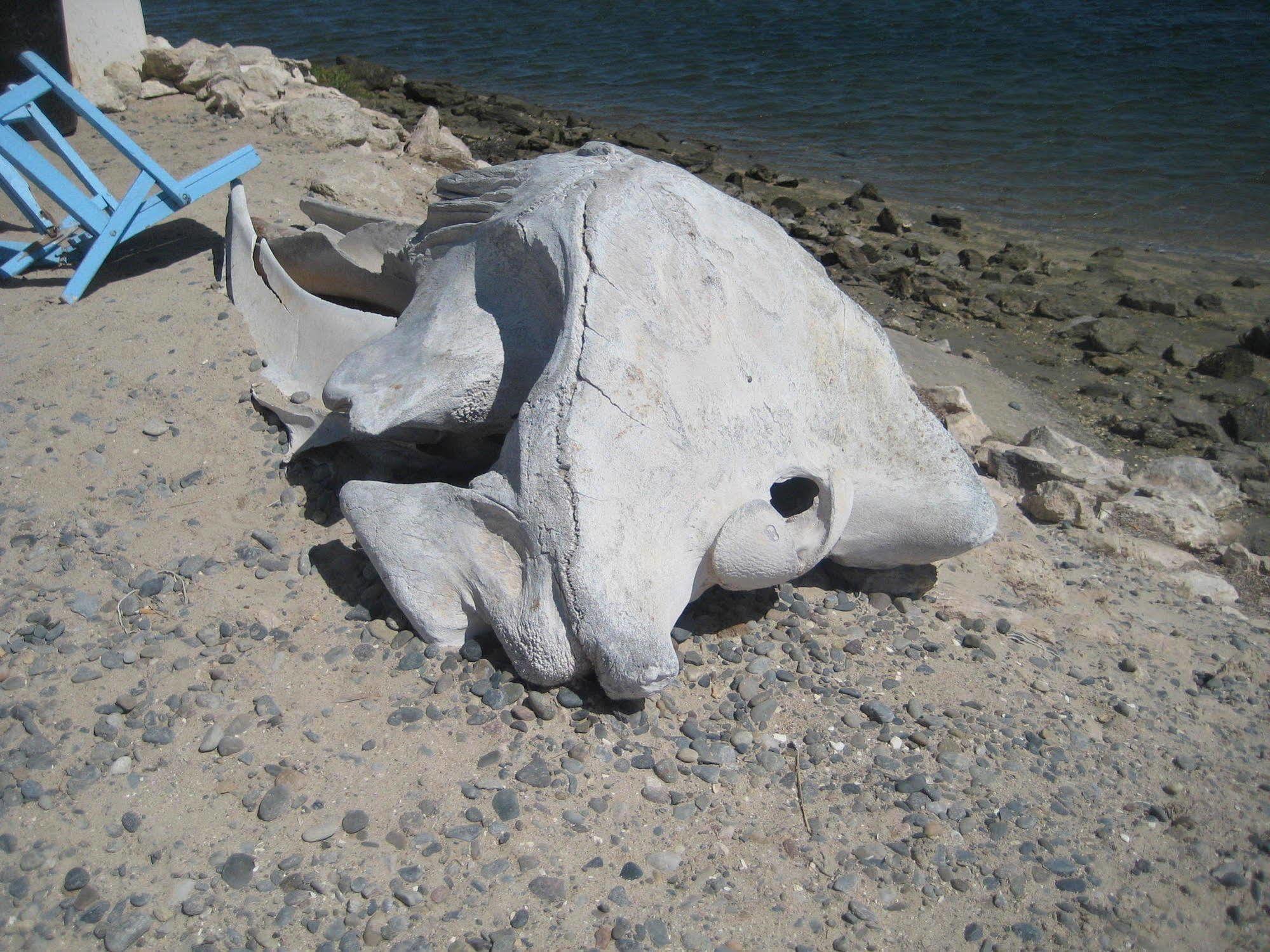 The Halfway 4* Guerrero Negro